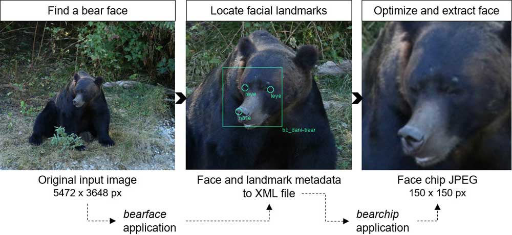 BearID Pipeline f&uuml;r die Gesichtserkennung