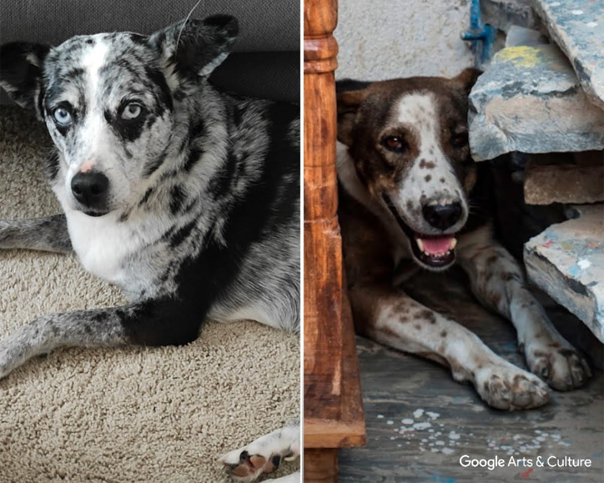 Eine Google-App zeigt per Fotoanalyse, welchen Porträts aus der Kunstgeschichte eure Hunde und Katzen ähneln.