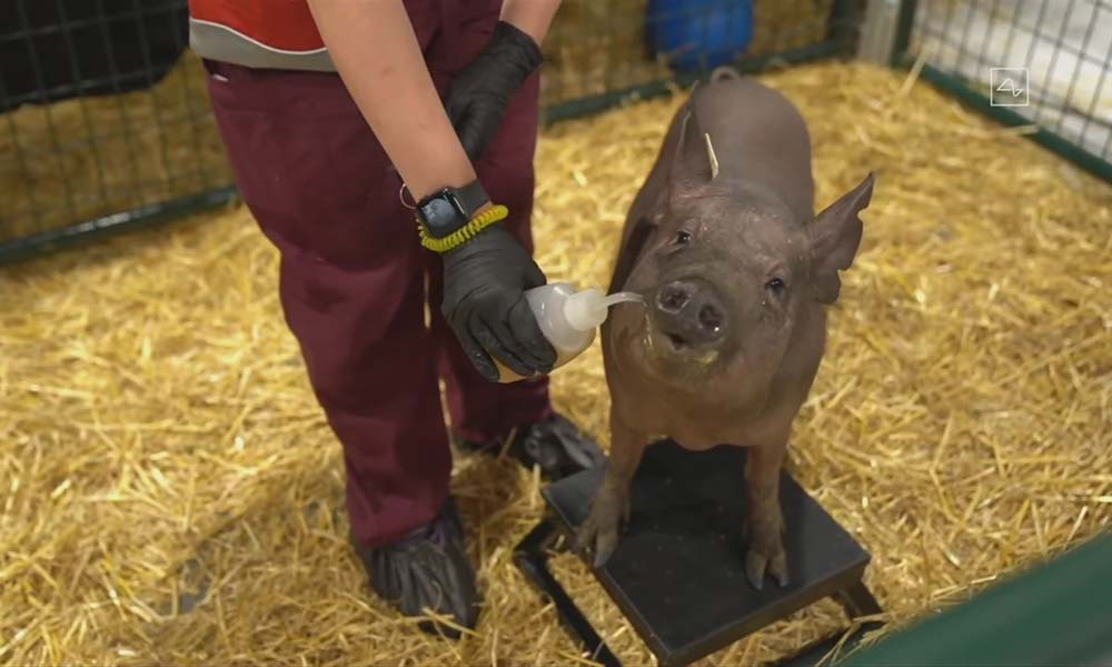 Das Schwein Gertrude bekommt Nahrung gereicht.