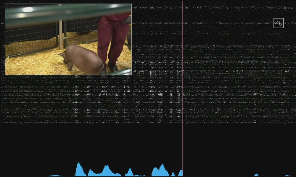 Die Neuronen-Visualisierung von Neuralink zeigt, wenn die Schweine-Schnauze mit der Umgebung interagiert. Der nächste große Schritt: Diese Daten sinnvoll intepretieren. | Bild: Neuralink / Screenshot